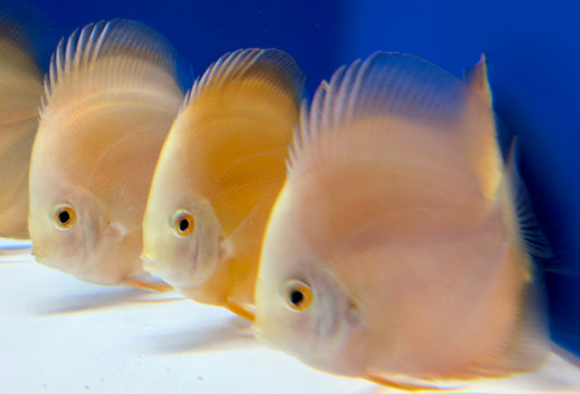 Golden Diamond Discus 3-3.5"