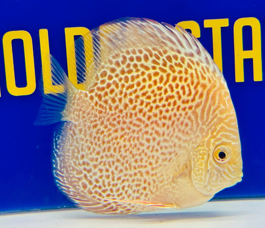 Albino Leopard Snake Discus 4-4.5"