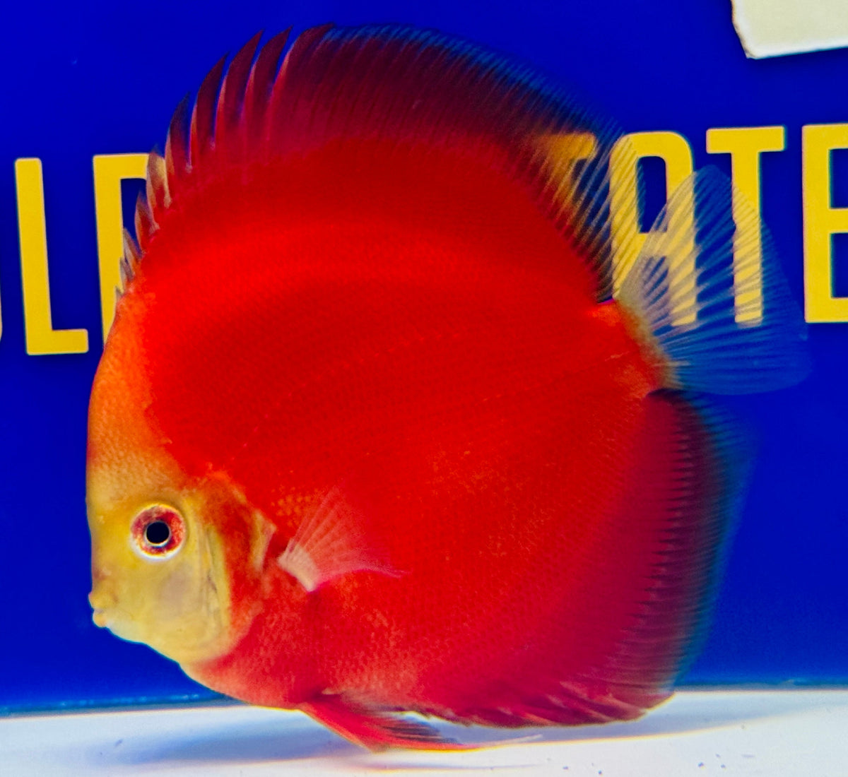 Red Golden Diamond Discus 4.5-5"