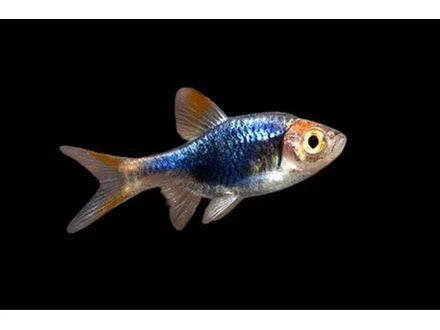 BLACK PEARL HARLEQUIN RASBORA