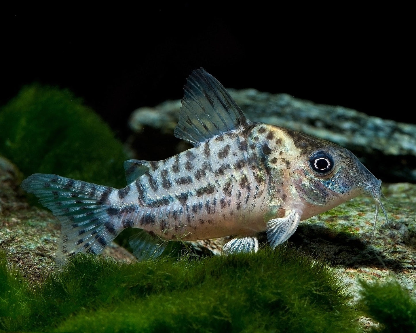 Punctatus Corydora