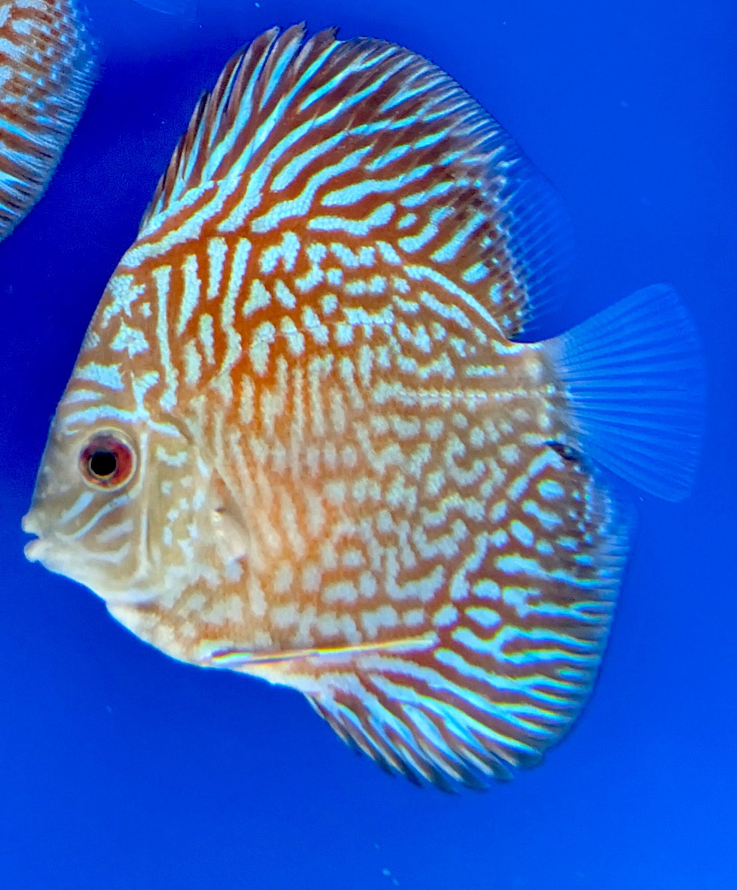 Starlight Galaxy Discus 3-3.5"
