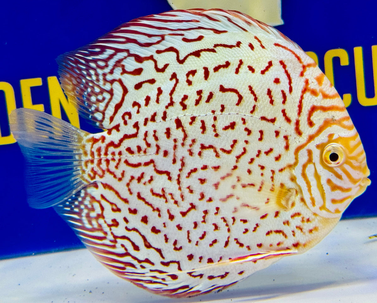 Albino Leopard Premium Discus 6-6.5"