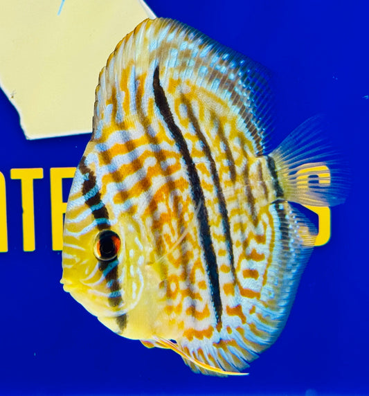 Blue Turquoise Heckel Cross Discus 4.5-5"