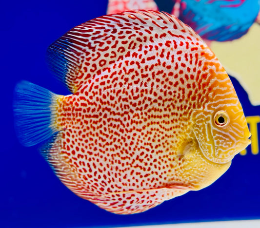 Albino Leopard Snake Premium Discus 6-6.5"