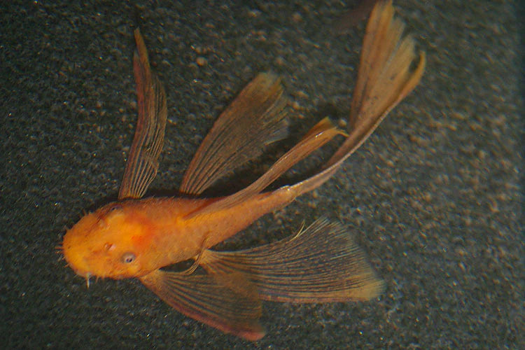 Super Red Longfin Bushynose Pleco - Sm