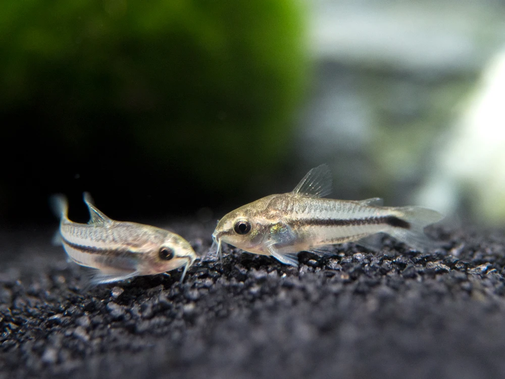 Pygmy Corydoras Catfish