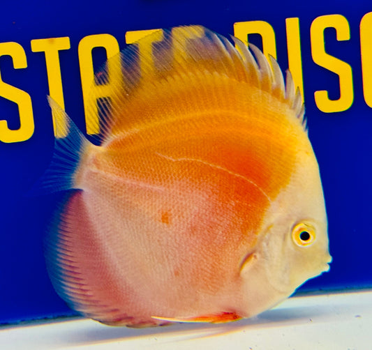 Red White Discus 4-4.5"