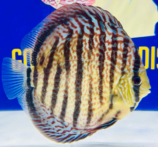 Maze Spotted KL Jumbo Premium Discus 6.5-7"