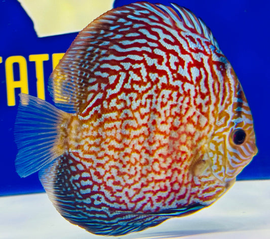 Indiana Tiger Discus 5-5.5"
