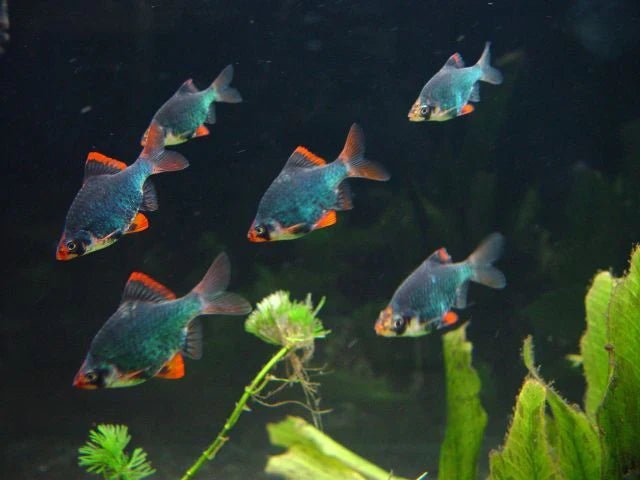 GREEN TIGER BARB