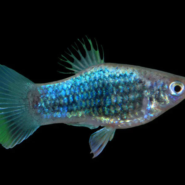 Neon Blue Tuxedo Platy