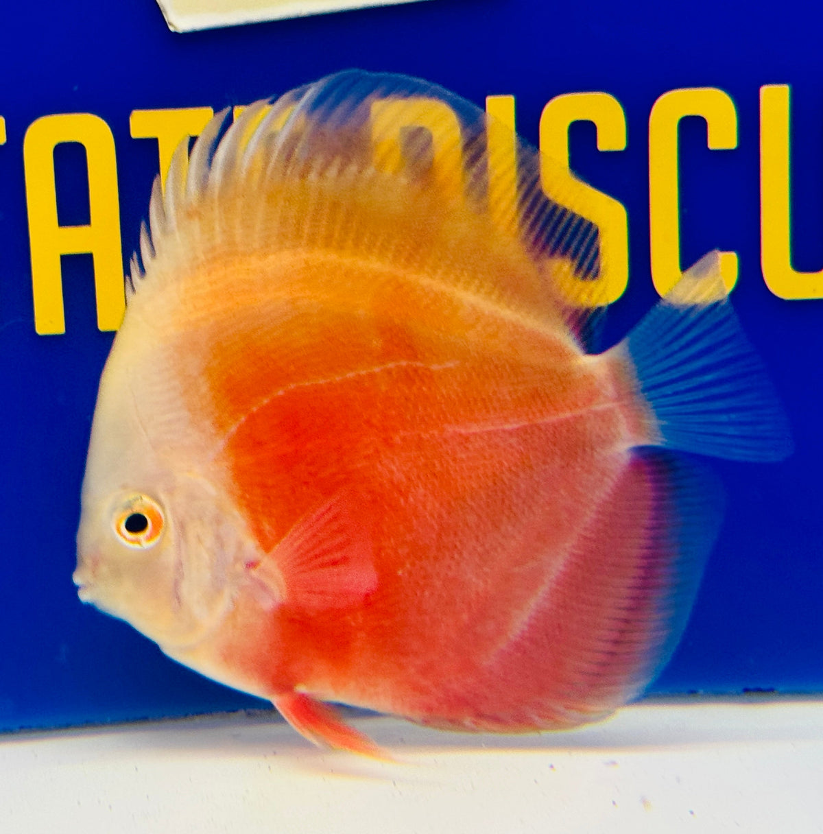 Red White Discus 4-4.5"
