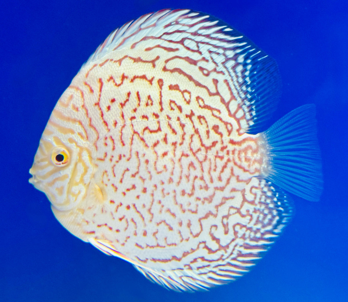 Albino Leopard Discus 5-5.5"