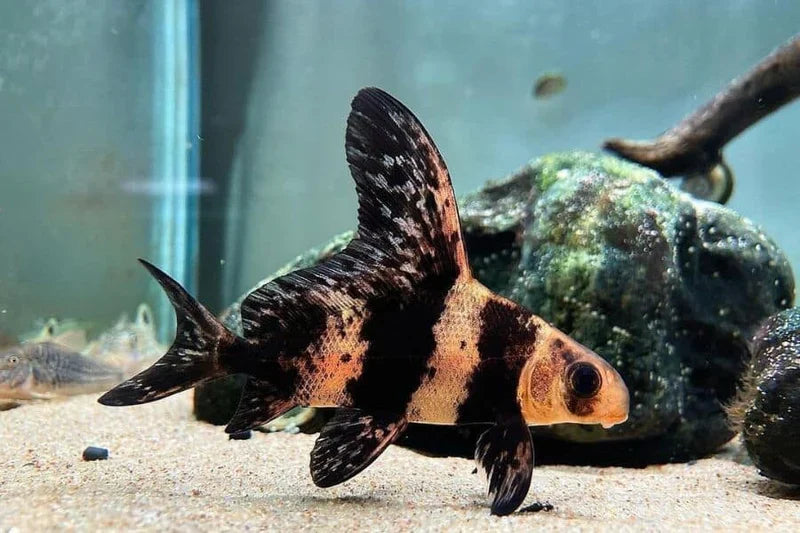 Hifin Chinese Banded Shark