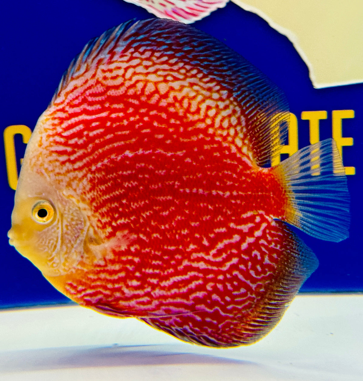 Moonlight Galaxy Premium Discus 6-6.5"