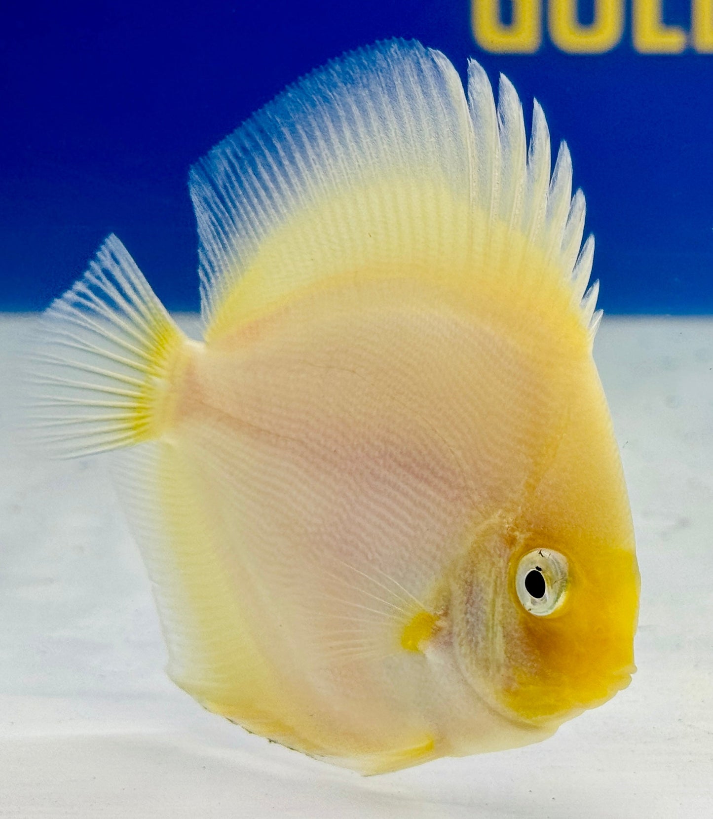 Snow White Discus 3-3.5"