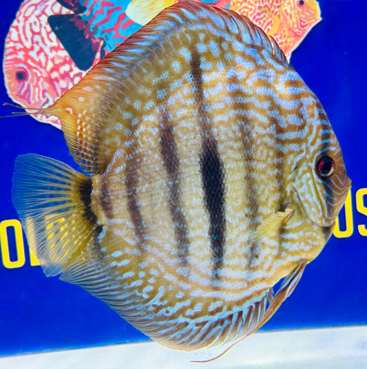 Royal Turquoise Heckel Cross Extra Jumbo Premium discus 7-8"