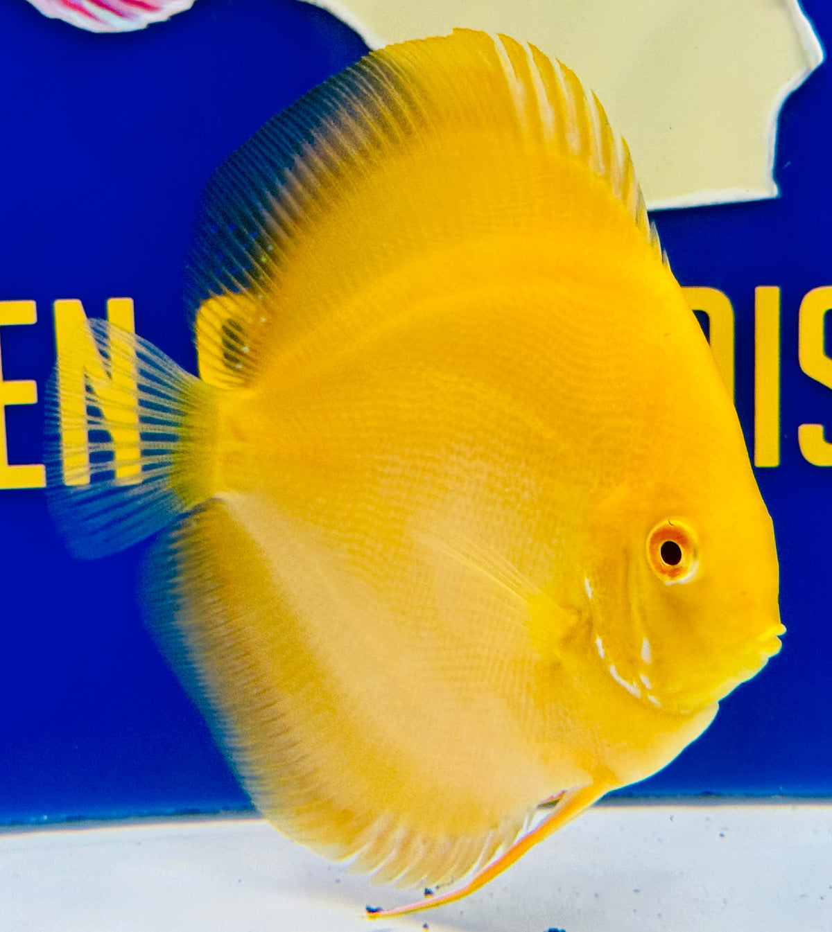Albino Pearl Diamond Discus 5-5.5"