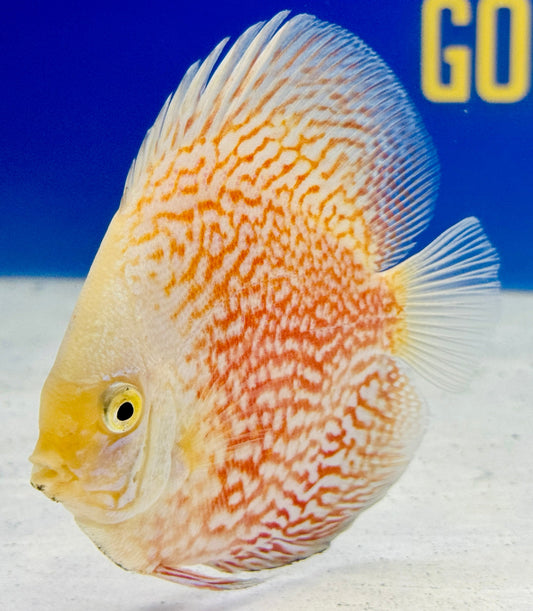 White Pigeon Checkerboard Discus 4-4.5"