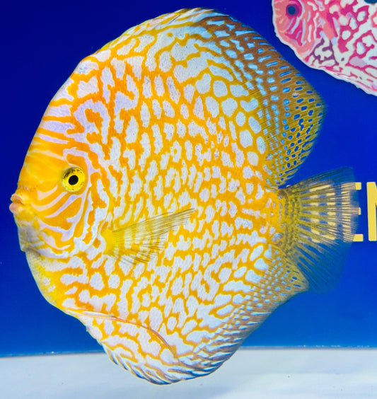 Yellow Pigeon Checkerboard Jumbo Premium Discus 6.5-7"