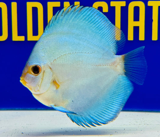 Blue Diamond Discus 3-3.5"