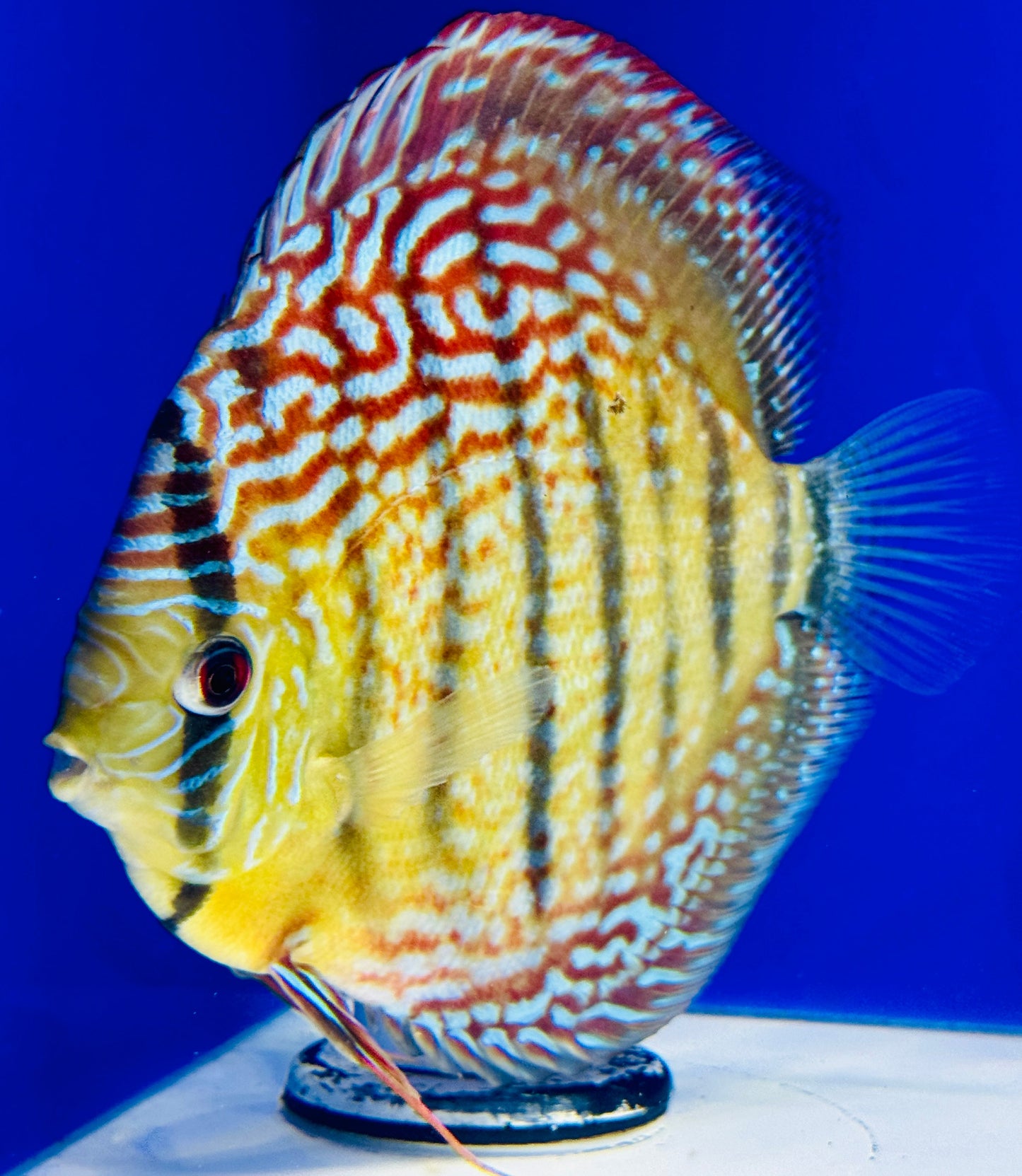 Maze Spotted KL Jumbo Premium Discus 6.5-7"