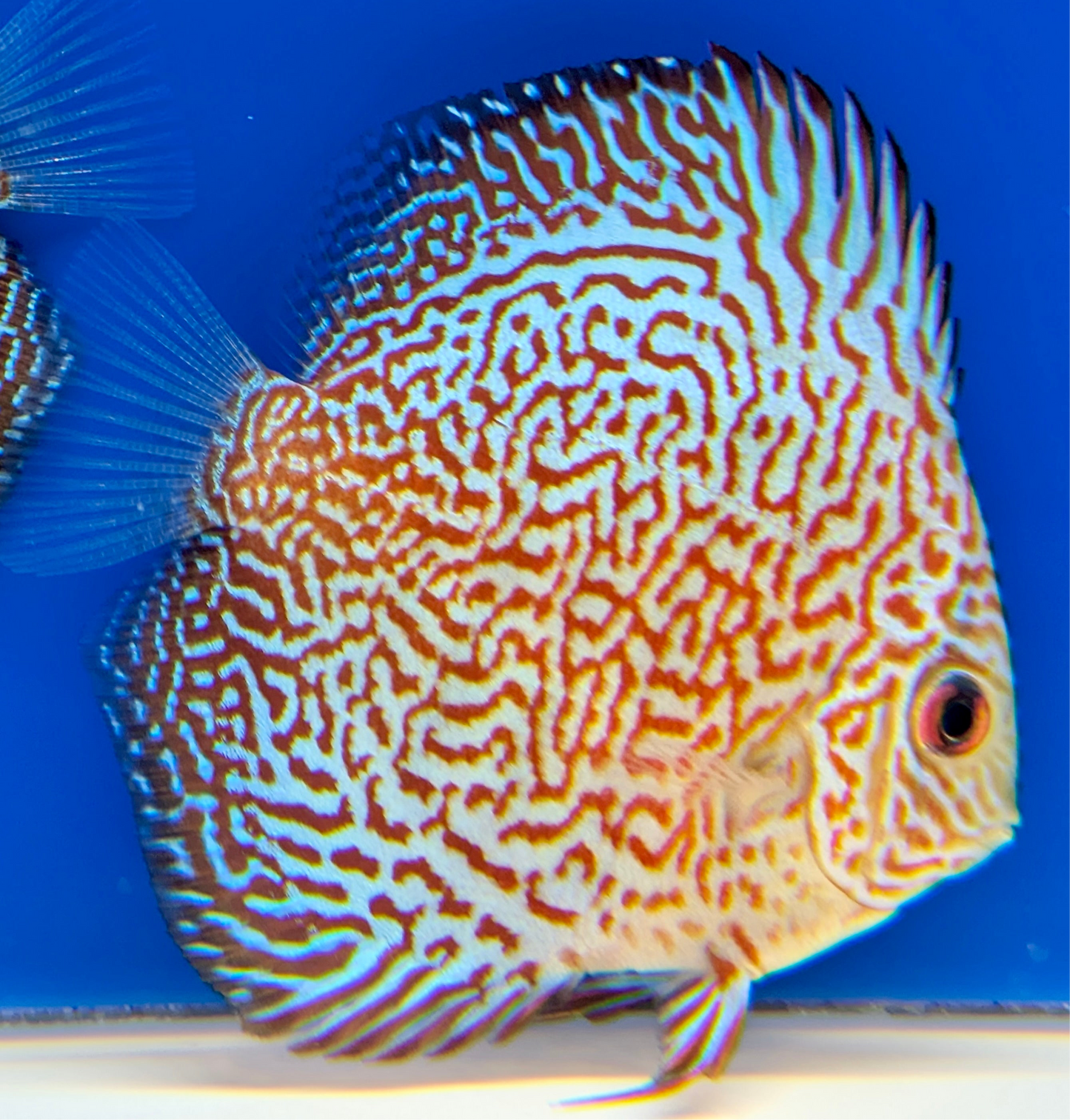 Viper King Discus 3-3.5"