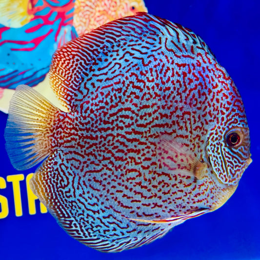 Viper King Discus Jumbo Premium 6.5-7"