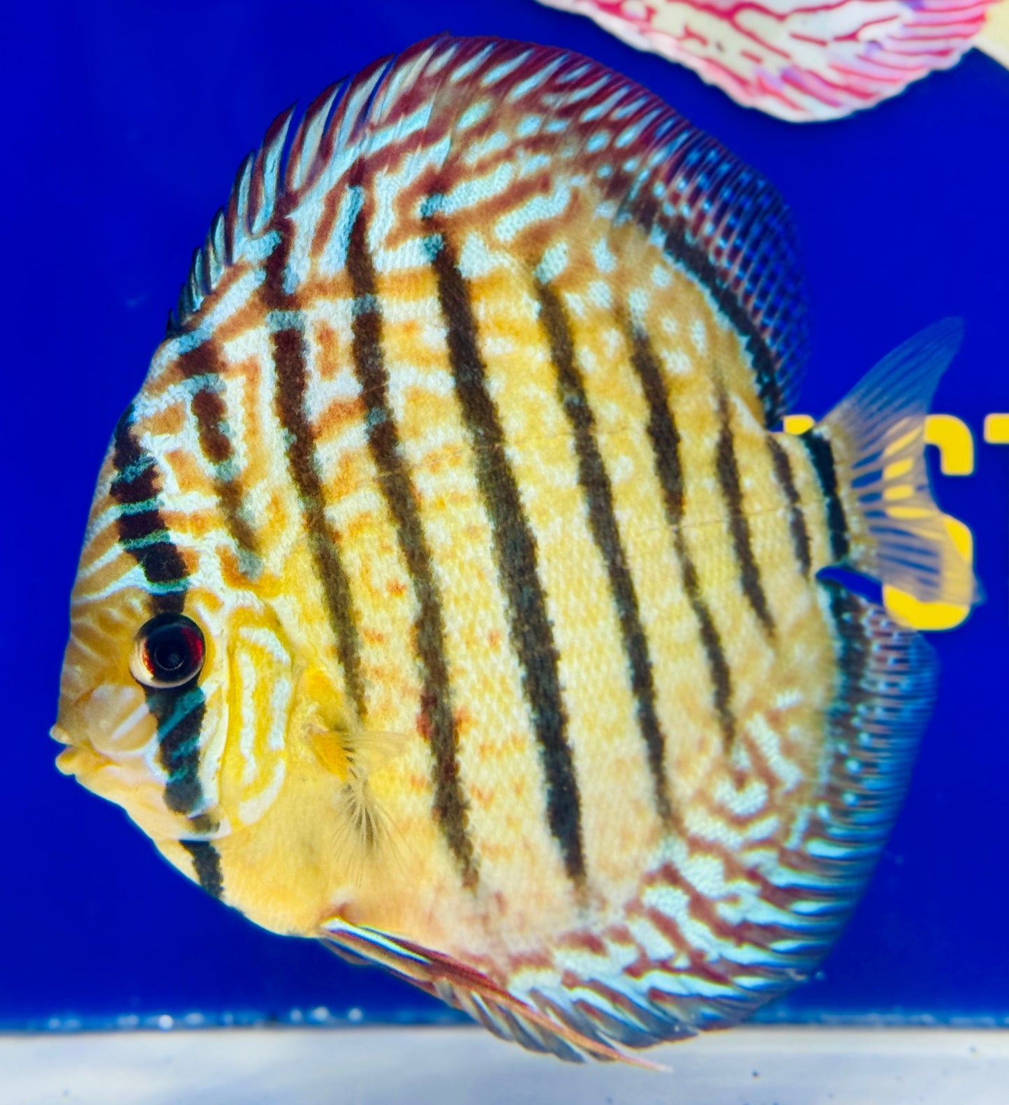 Royal Turquoise Heckel Cross Discus 5-5.5"