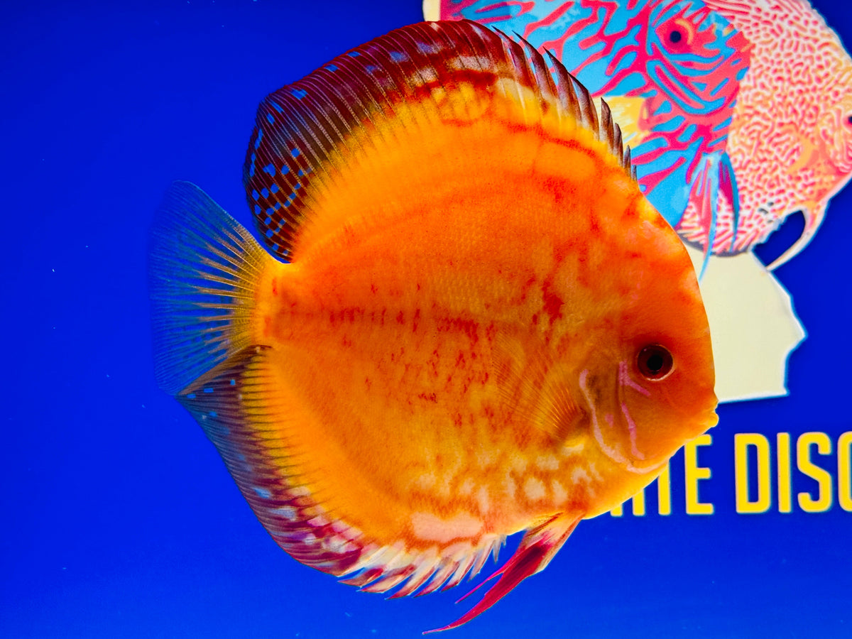 Golden Red Crystal Jumbo Premium Discus 6.5-7"