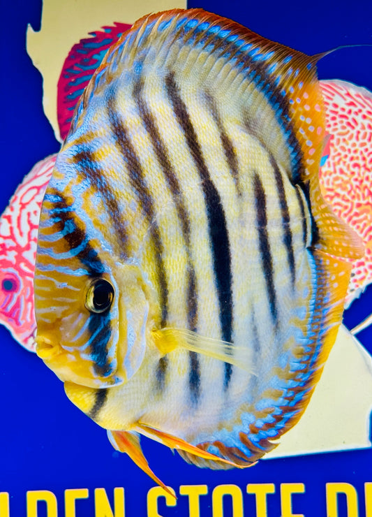 Trombeta Heckel Cross KL Extra Jumbo Premium Discus 7-8"