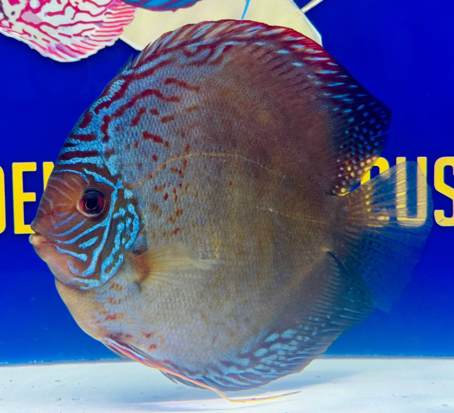 Wild Cross Jumbo Premium Discus 6.5-7"