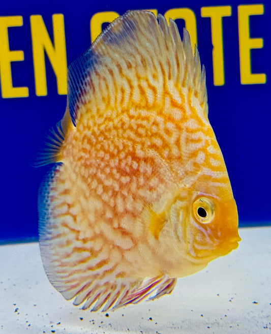 White Pigeon Checkerboard Discus 3-3.5"