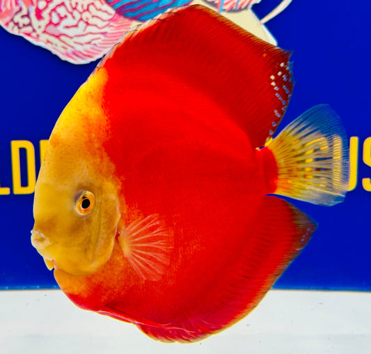 Red White Jumbo Premium Discus 6.5-7"