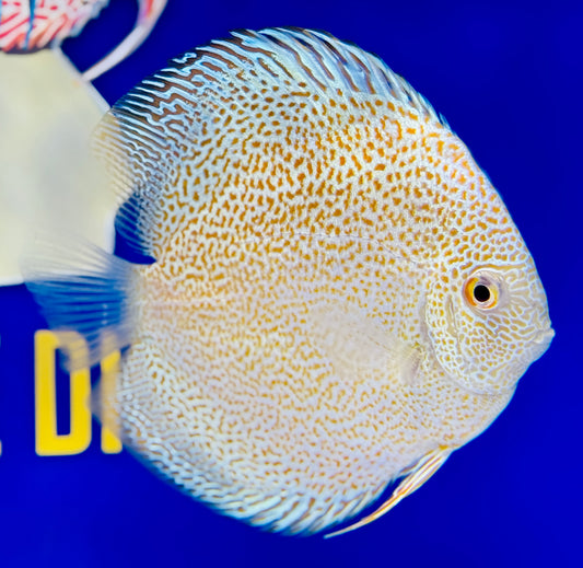Albino Panthera Discus 4.5-5"