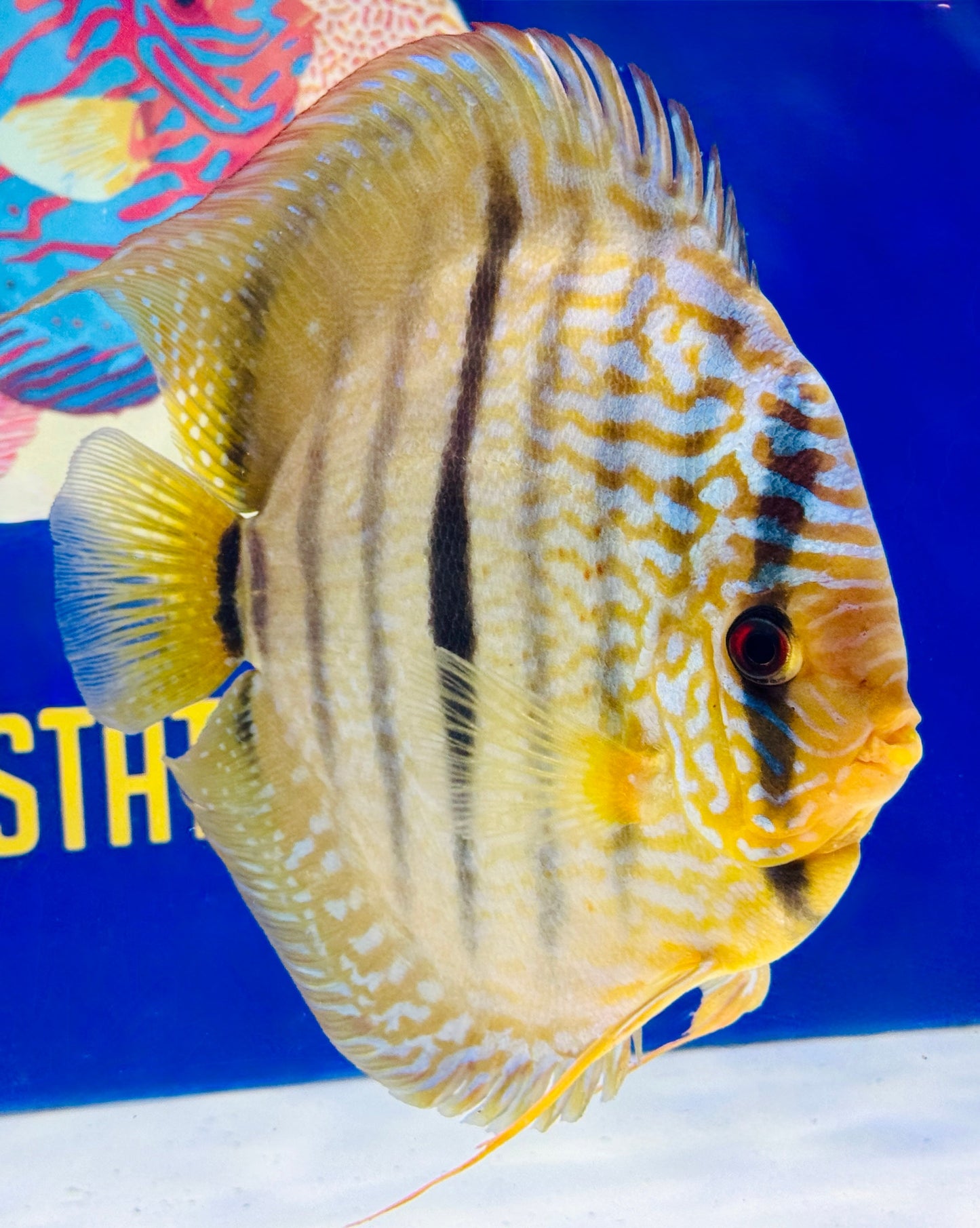 Royal Blue Heckel Cross KL Extra Jumbo Premium Discus 7-8"