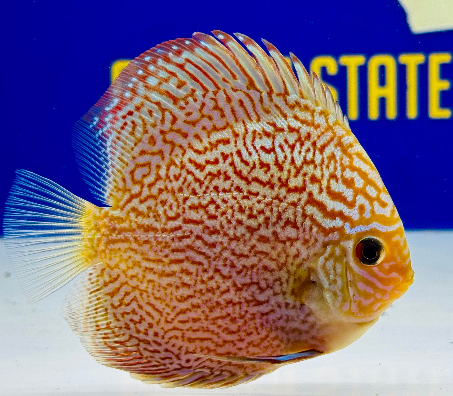 Majestic Fire Discus 4-4.5“