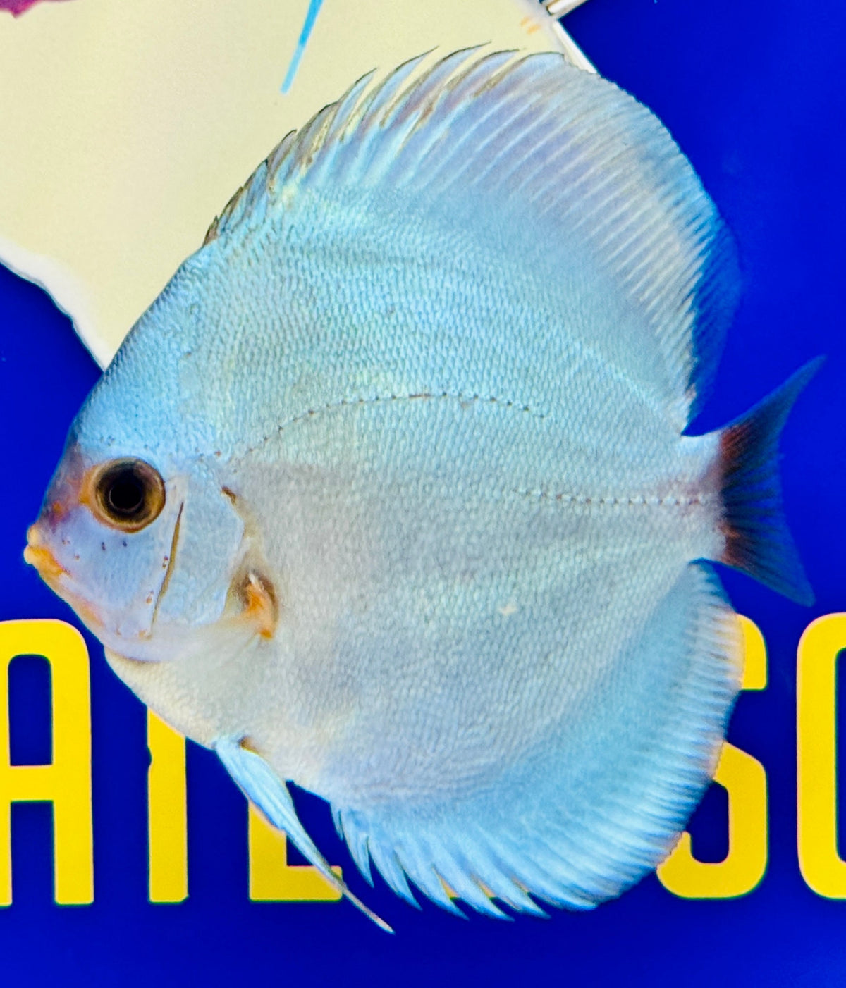 Blue Diamond Discus 3-3.5"