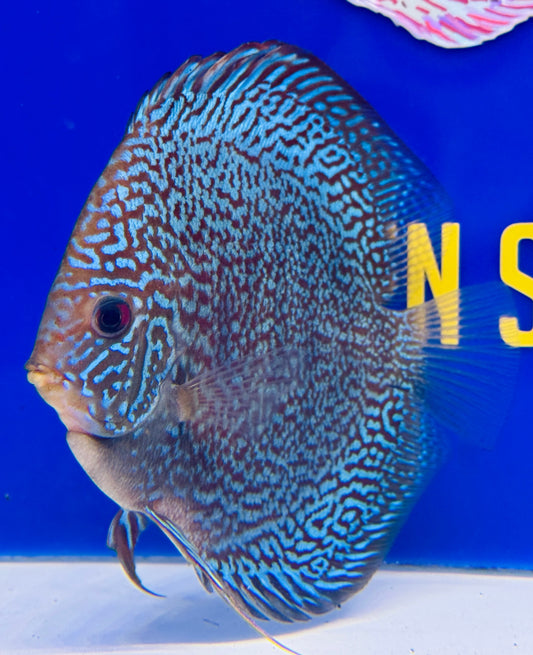 Majestic Fire Discus 5-5.5”