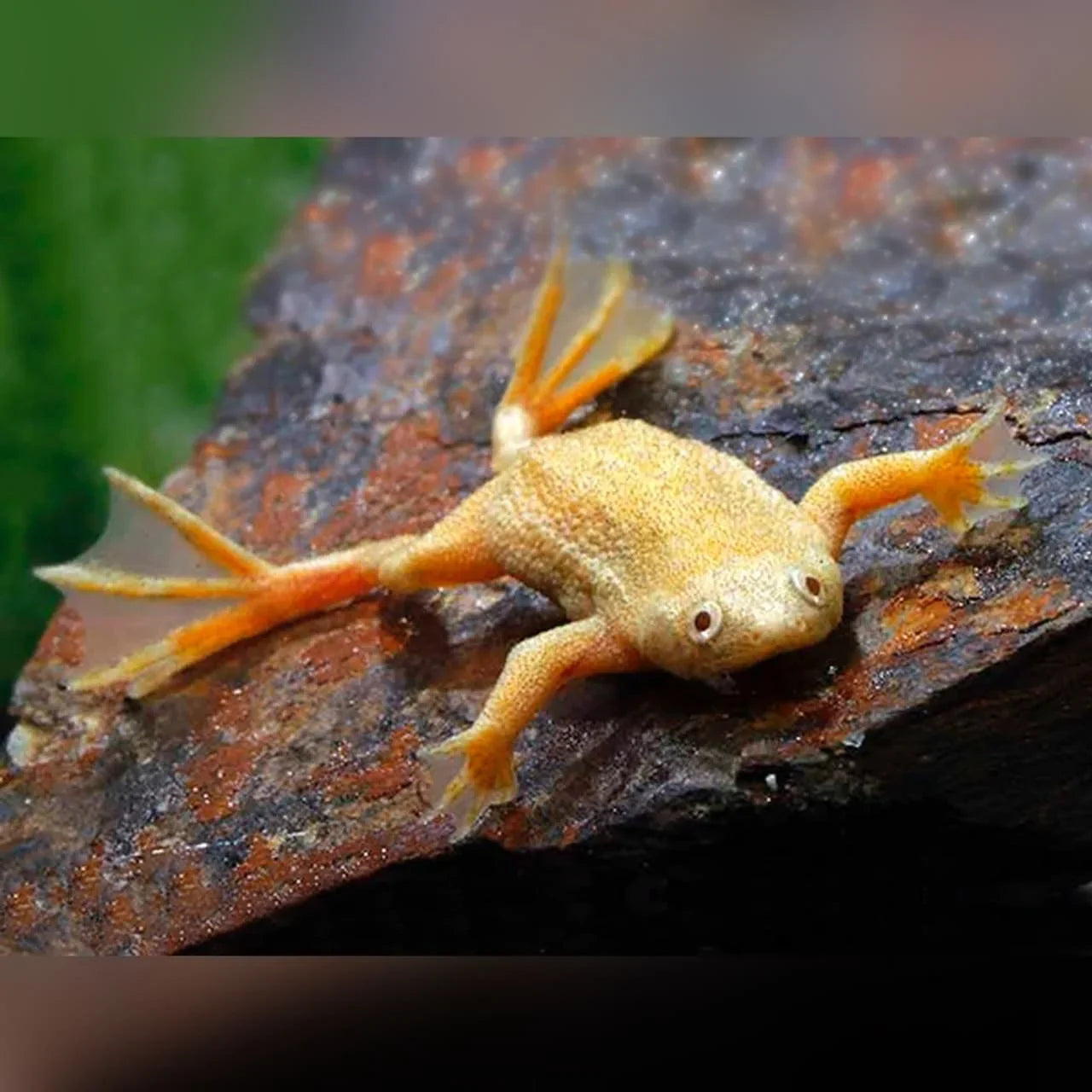 Golden African Dwarf Frog