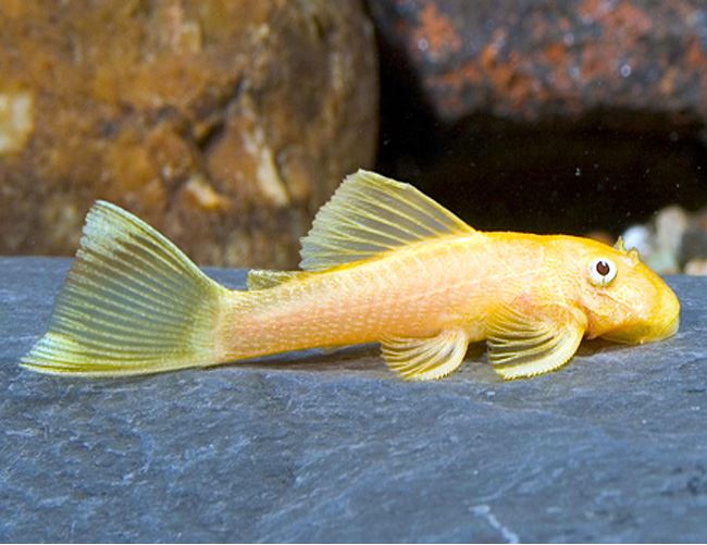 Albino Bushynose Pleco - Sm