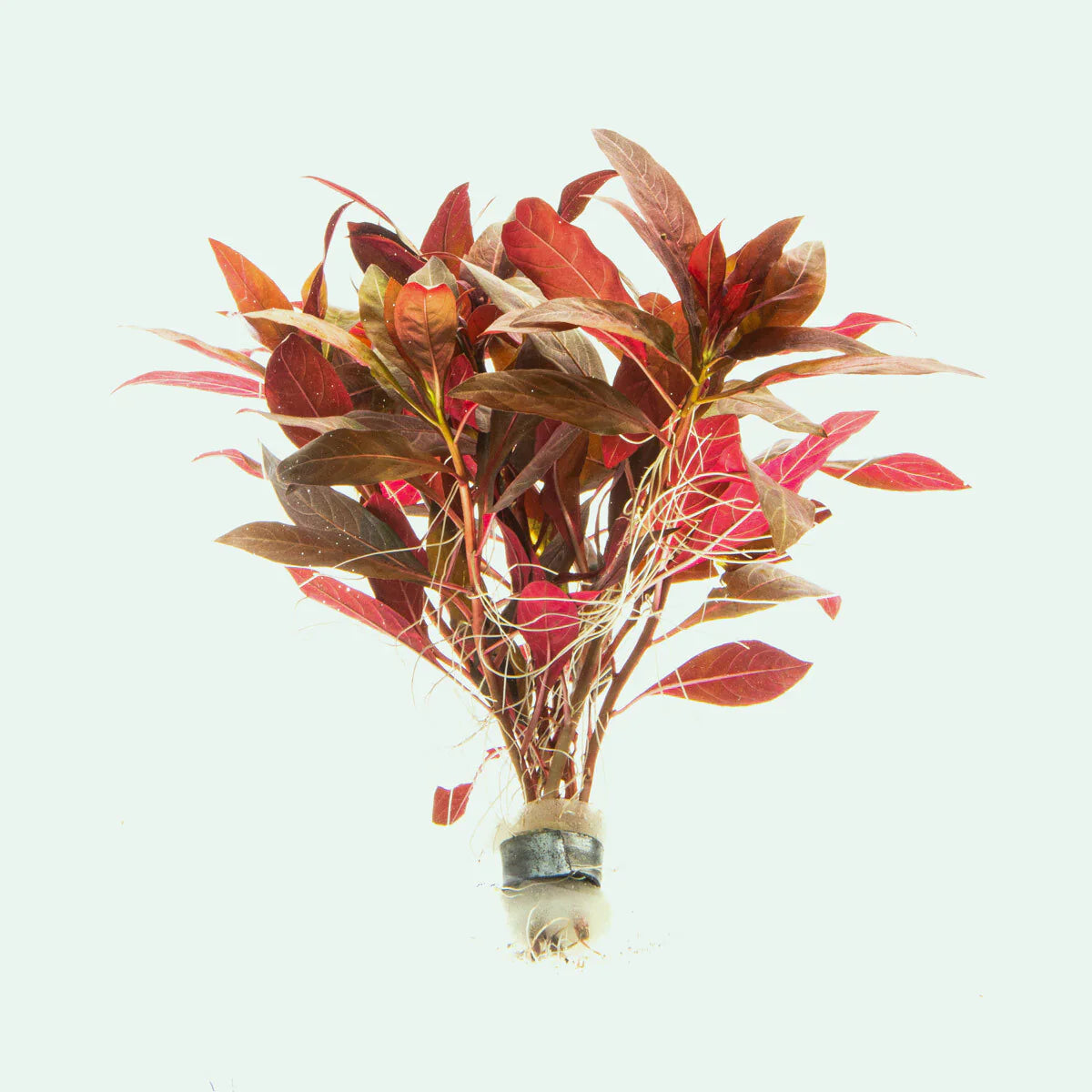 Alternanthera Reineckii "Regular"