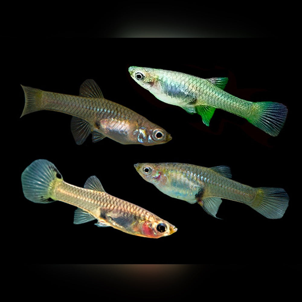 Assorted Female Guppy