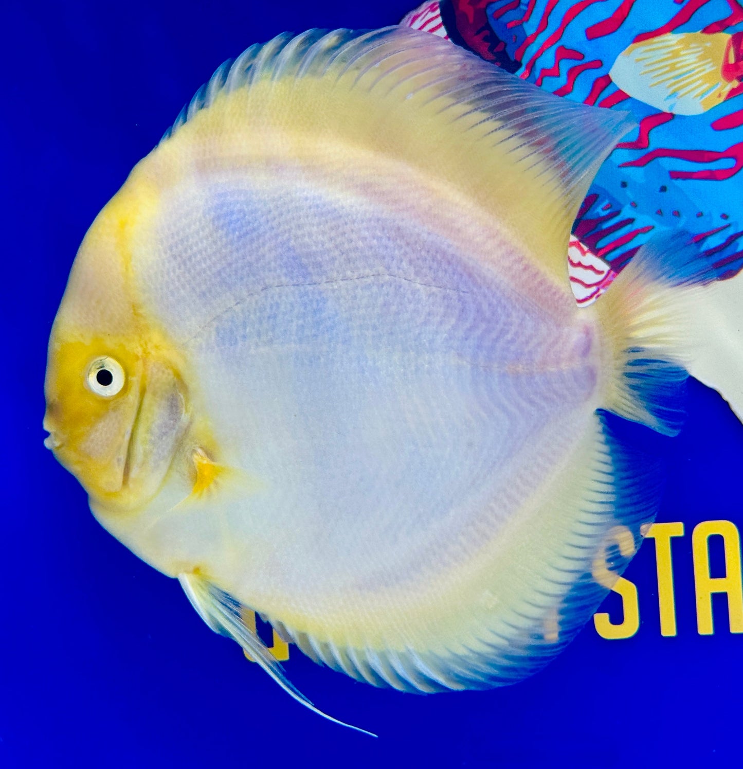 Snow White Extra Jumbo Premium Discus 7-8"