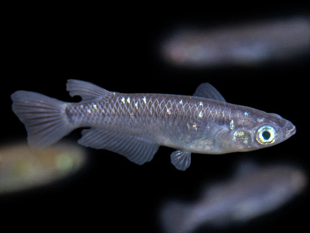 Black Medaka Rice Fish