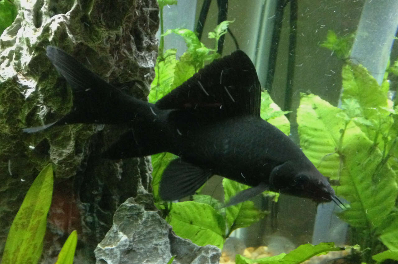 Black Shark