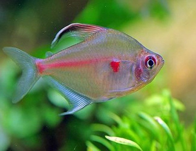 Bleeding Heart Tetra