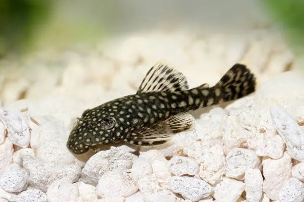 BUSHYNOSE PLECO - SM