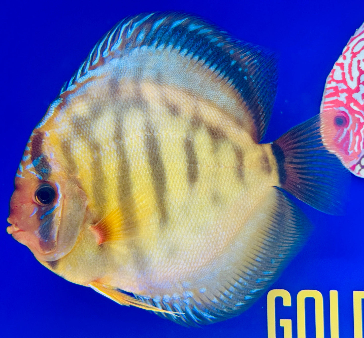 Red Cuipeua Cover Jumbo Premium Kl Discus 6.5-7"